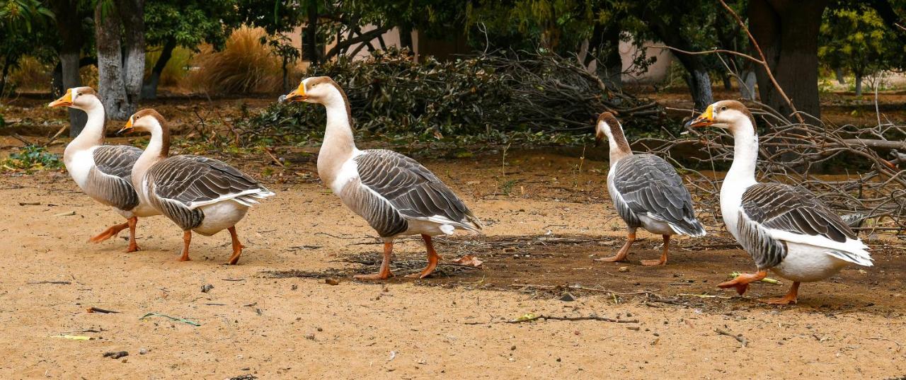Pushkar Resort Екстер'єр фото